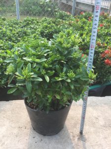 Trang Thái - Mẫu Đơn Lùn (đỏ, vàng, hồng)