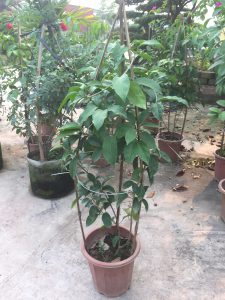 cây lan tỏi - dây ánh hồng