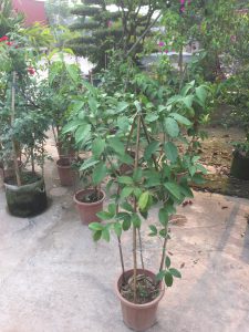 cây lan tỏi - dây ánh hồng