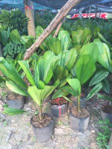 Cây Cọ Nhật - Kè Nhật