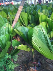 Cây Cọ Nhật - Kè Nhật