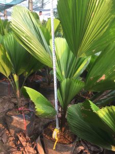 Cây Cọ Nhật - Kè Nhật