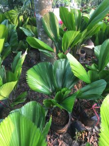 Cây Cọ Nhật - Kè Nhật