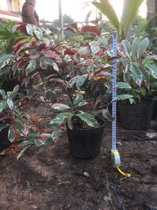 liễu hai da lá cẩm thạch