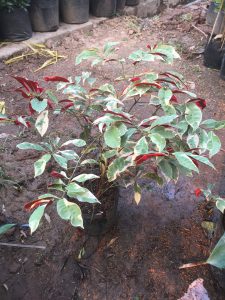 liễu hai da lá cẩm thạch