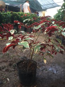 liễu hai da lá cẩm thạch