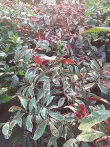 liễu hai da lá cẩm thạch