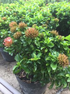 Trang Thái - Mẫu Đơn Lùn (đỏ, vàng, hồng)