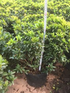 Trang Thái - Mẫu Đơn Lùn (đỏ, vàng, hồng)