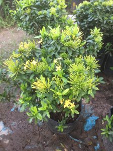 Trang Thái - Mẫu Đơn Lùn (đỏ, vàng, hồng)