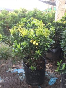 Trang Thái - Mẫu Đơn Lùn (đỏ, vàng, hồng)