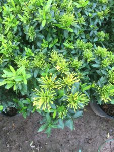 Trang Thái - Mẫu Đơn Lùn (đỏ, vàng, hồng)