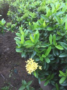 Trang Thái - Mẫu Đơn Lùn (đỏ, vàng, hồng)