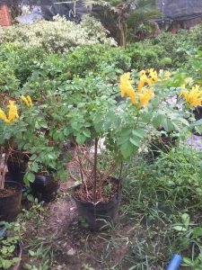 Cây Rạng Đông Leo Thân Gỗ