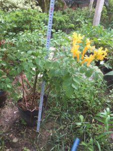 Cây Rạng Đông Leo Thân Gỗ