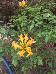 Cây Rạng Đông Leo Thân Gỗ