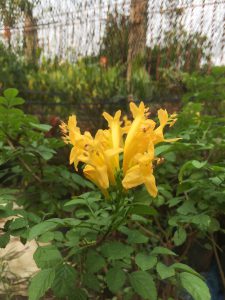 Cây Rạng Đông Leo Thân Gỗ