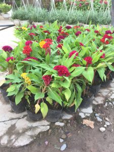 Cây Hoa Mào Gà Búa