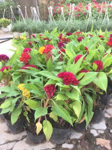 Cây Hoa Mào Gà Búa