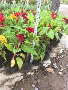 Cây Hoa Mào Gà Búa