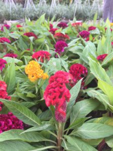 Cây Hoa Mào Gà Búa