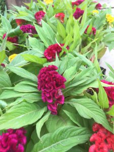 Cây Hoa Mào Gà Búa