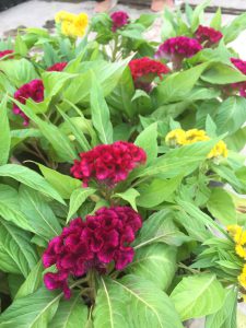 Cây Hoa Mào Gà Búa