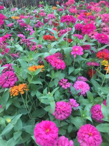 cúc Zinnia - cúc ngũ sắc