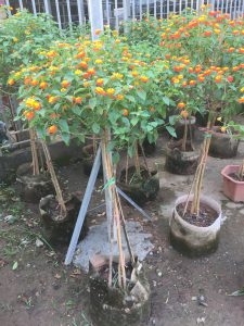 cây Ngũ Sắc thân TREE