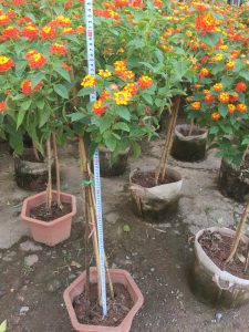 cây Ngũ Sắc thân TREE