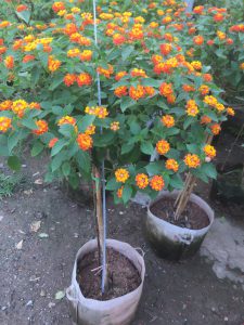 cây Ngũ Sắc thân TREE