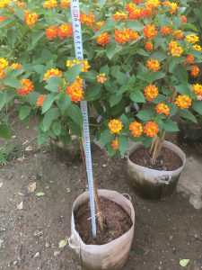 cây Ngũ Sắc thân TREE