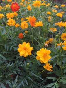 Cây Cúc Cánh Bướm Vàng - Sao Nhái Vàng