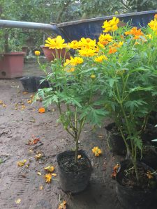 Cây Cúc Cánh Bướm Vàng - Sao Nhái Vàng