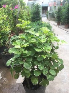 Đinh Lăng Lá Tròn Cẩm Thạch