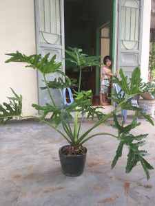 Cây Trầu Bà Cánh Phượng
