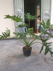 Cây Trầu Bà Cánh Phượng