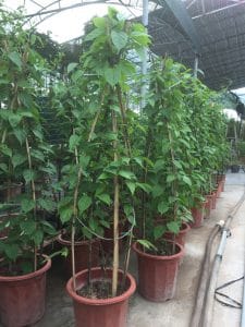 Thiên Lý Chùm Ớt