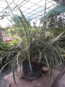 Cây Lan Bạch Chỉ