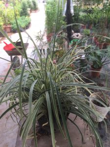 Cây Lan Bạch Chỉ