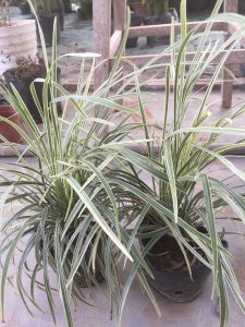 Cây Lan Bạch Chỉ