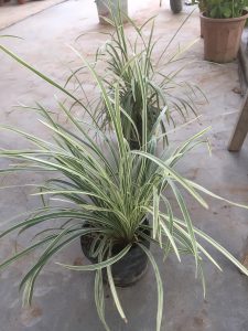 Cây Lan Bạch Chỉ