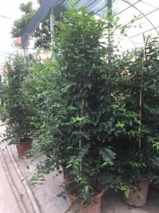 cây nguyệt quế leo