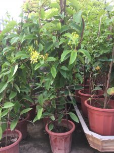 Cây Mai Hoàng Yến