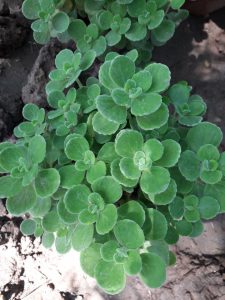 Cây nhất mạt hương