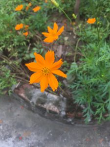 Cây Cúc Cánh Bướm Vàng - Sao Nhái Vàng