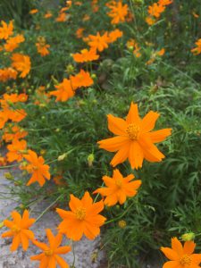 Cây Cúc Cánh Bướm Vàng - Sao Nhái Vàng