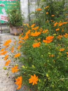 Cây Cúc Cánh Bướm Vàng - Sao Nhái Vàng