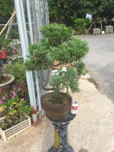 tùng kim bonsai dáng trực