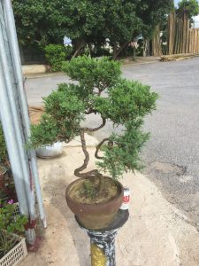 tùng kim bonsai dáng trực